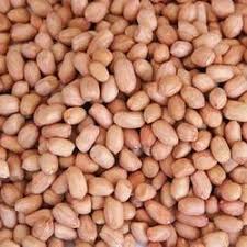 Groundnut Seed